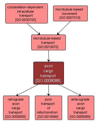 GO:0008088 - axon cargo transport (interactive image map)