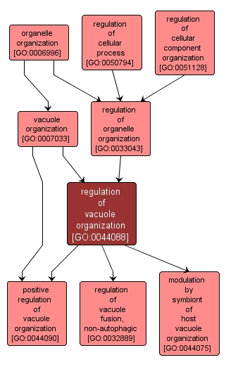 GO:0044088 - regulation of vacuole organization (interactive image map)