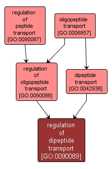 GO:0090089 - regulation of dipeptide transport (interactive image map)