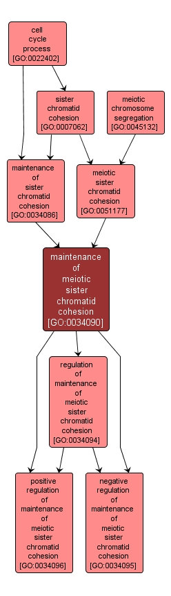 GO:0034090 - maintenance of meiotic sister chromatid cohesion (interactive image map)
