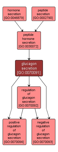 GO:0070091 - glucagon secretion (interactive image map)