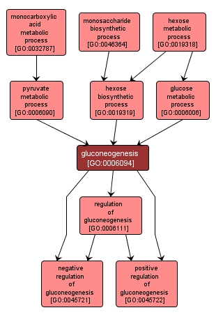 GO:0006094 - gluconeogenesis (interactive image map)