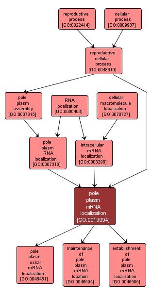 GO:0019094 - pole plasm mRNA localization (interactive image map)