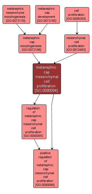 GO:0090094 - metanephric cap mesenchymal cell proliferation (interactive image map)