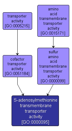 GO:0000095 - S-adenosylmethionine transmembrane transporter activity (interactive image map)