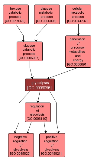 GO:0006096 - glycolysis (interactive image map)