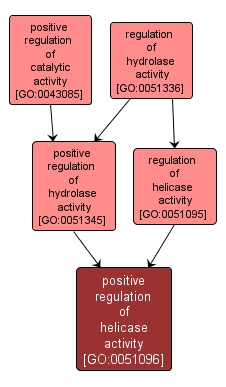 GO:0051096 - positive regulation of helicase activity (interactive image map)