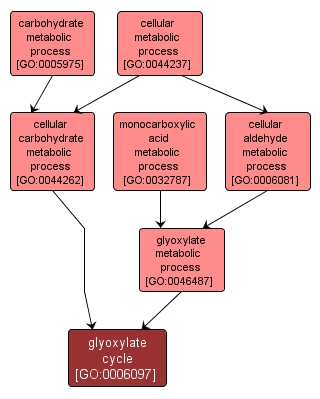 GO:0006097 - glyoxylate cycle (interactive image map)