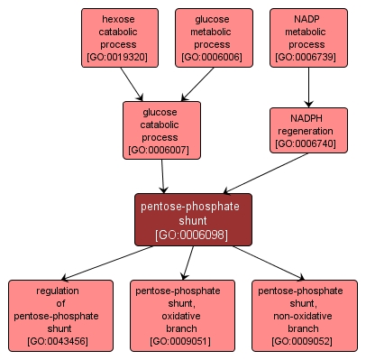 GO:0006098 - pentose-phosphate shunt (interactive image map)