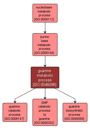 GO:0046098 - guanine metabolic process (interactive image map)