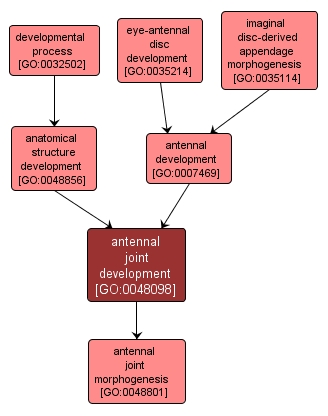 GO:0048098 - antennal joint development (interactive image map)
