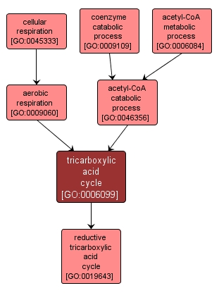 GO:0006099 - tricarboxylic acid cycle (interactive image map)