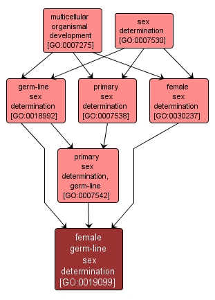 GO:0019099 - female germ-line sex determination (interactive image map)