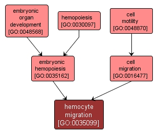GO:0035099 - hemocyte migration (interactive image map)