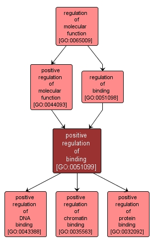 GO:0051099 - positive regulation of binding (interactive image map)