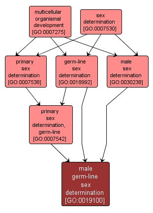 GO:0019100 - male germ-line sex determination (interactive image map)