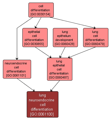 GO:0061100 - lung neuroendocrine cell differentiation (interactive image map)