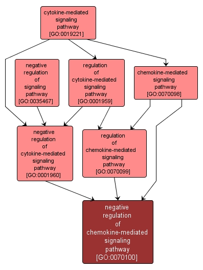 GO:0070100 - negative regulation of chemokine-mediated signaling pathway (interactive image map)