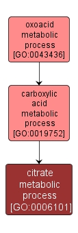 GO:0006101 - citrate metabolic process (interactive image map)