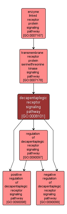 GO:0008101 - decapentaplegic receptor signaling pathway (interactive image map)