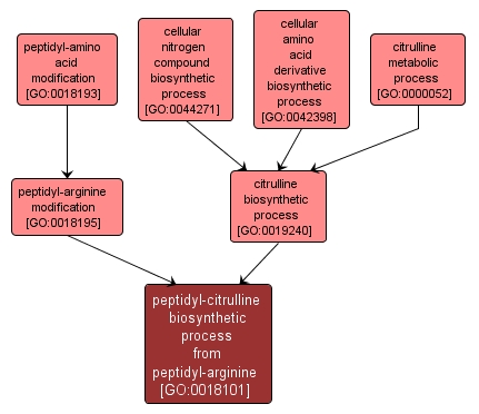 GO:0018101 - peptidyl-citrulline biosynthetic process from peptidyl-arginine (interactive image map)