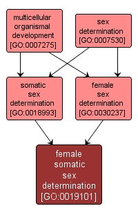 GO:0019101 - female somatic sex determination (interactive image map)