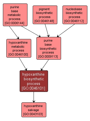 GO:0046101 - hypoxanthine biosynthetic process (interactive image map)