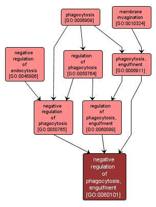 GO:0060101 - negative regulation of phagocytosis, engulfment (interactive image map)