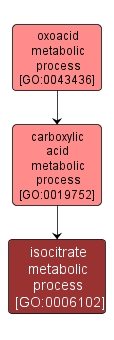 GO:0006102 - isocitrate metabolic process (interactive image map)