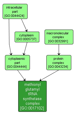 GO:0017102 - methionyl glutamyl tRNA synthetase complex (interactive image map)