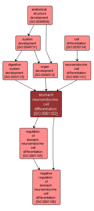 GO:0061102 - stomach neuroendocrine cell differentiation (interactive image map)