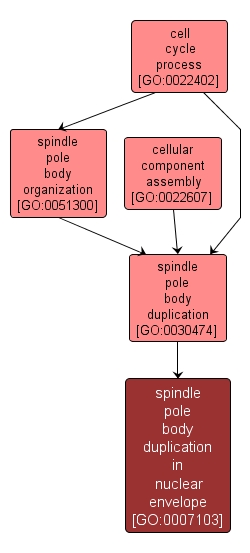 GO:0007103 - spindle pole body duplication in nuclear envelope (interactive image map)