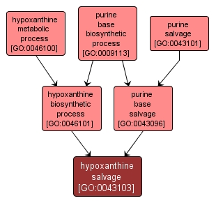 GO:0043103 - hypoxanthine salvage (interactive image map)