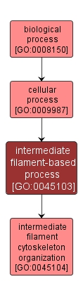 GO:0045103 - intermediate filament-based process (interactive image map)