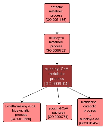 GO:0006104 - succinyl-CoA metabolic process (interactive image map)
