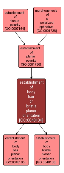 GO:0048104 - establishment of body hair or bristle planar orientation (interactive image map)