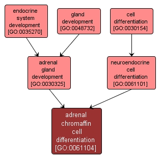 GO:0061104 - adrenal chromaffin cell differentiation (interactive image map)