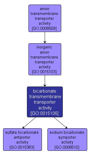 GO:0015106 - bicarbonate transmembrane transporter activity (interactive image map)