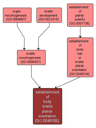 GO:0048106 - establishment of body bristle planar orientation (interactive image map)