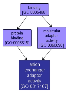 GO:0017107 - anion exchanger adaptor activity (interactive image map)