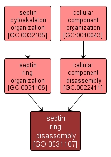 GO:0031107 - septin ring disassembly (interactive image map)