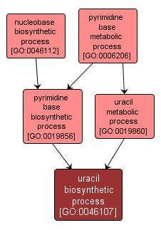 GO:0046107 - uracil biosynthetic process (interactive image map)