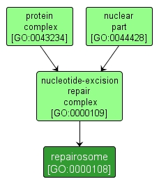 GO:0000108 - repairosome (interactive image map)