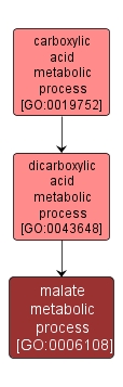GO:0006108 - malate metabolic process (interactive image map)