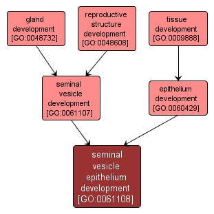 GO:0061108 - seminal vesicle epithelium development (interactive image map)