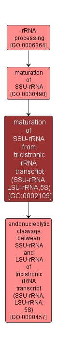 GO:0002109 - maturation of SSU-rRNA from tricistronic rRNA transcript (SSU-rRNA, LSU-rRNA,5S) (interactive image map)
