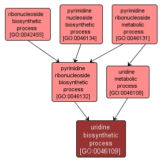 GO:0046109 - uridine biosynthetic process (interactive image map)