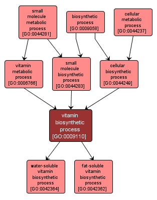 GO:0009110 - vitamin biosynthetic process (interactive image map)