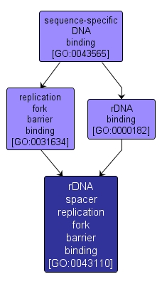 GO:0043110 - rDNA spacer replication fork barrier binding (interactive image map)
