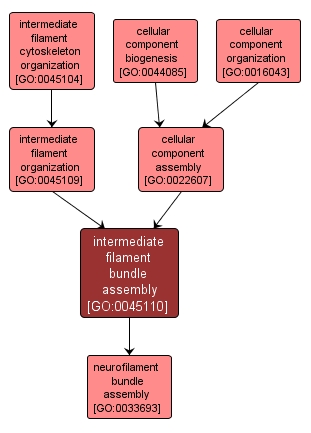 GO:0045110 - intermediate filament bundle assembly (interactive image map)
